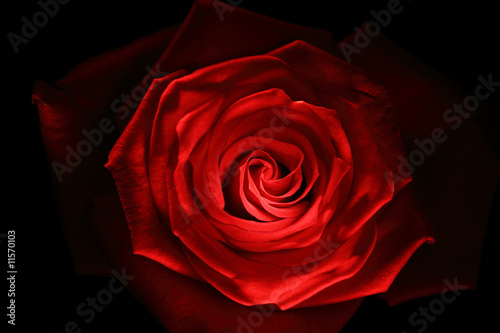 red rose close up painted with lightstick © Piotr Rzeszutek