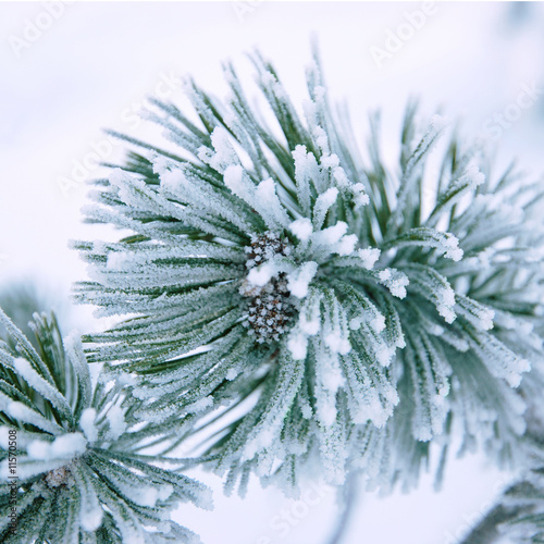 Branch of a winter pine tree