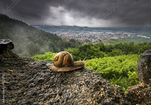 Schneckenwetter photo