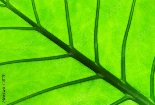 Alocasia leaf with backlight