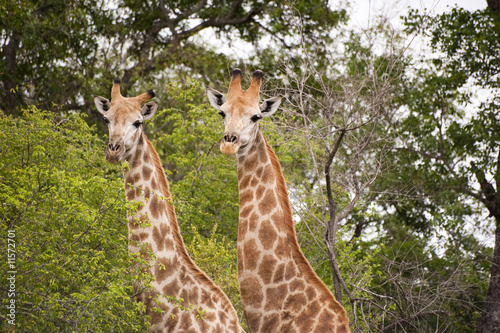 Giraffe in kruger national park