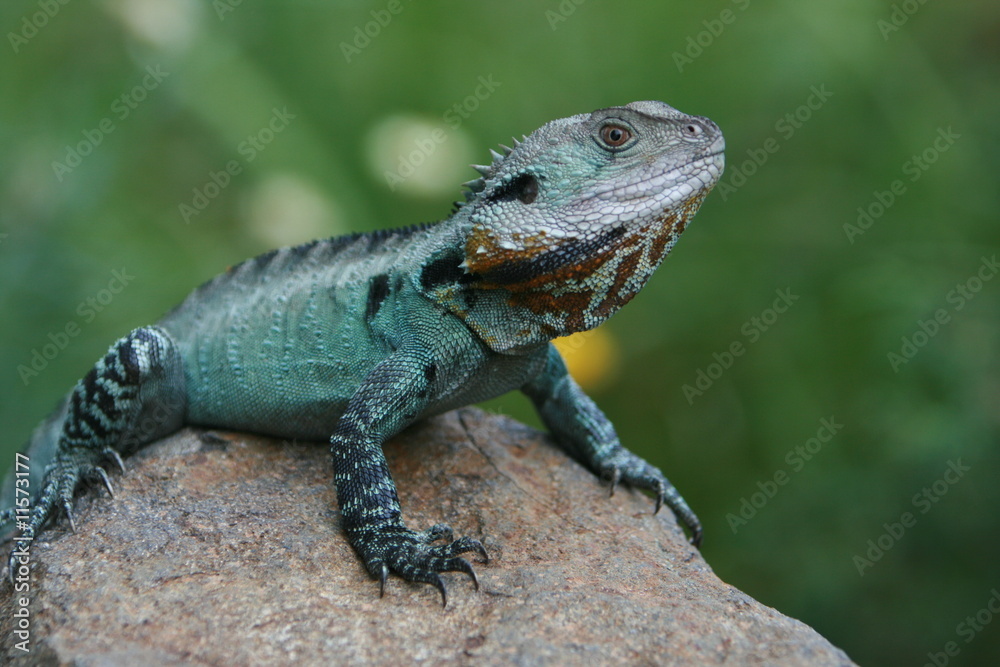 Eastern Water-dragon, Australia Eastern Water-dragon, Australia