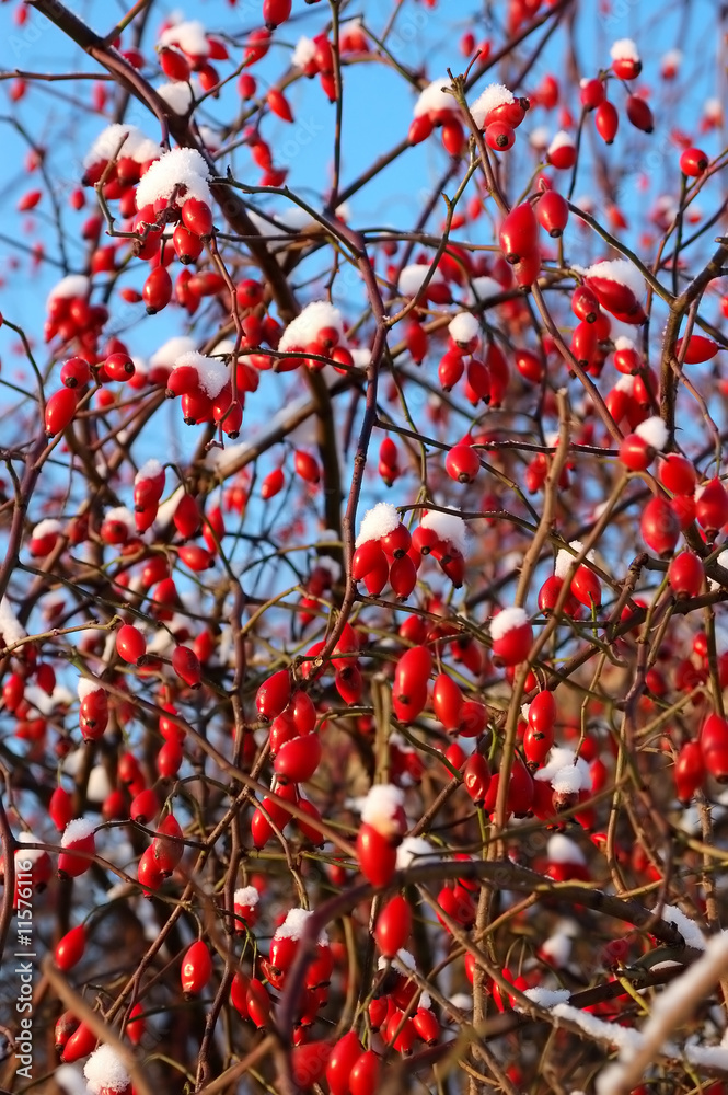 many berry of dog-rose many berry of dog-rose