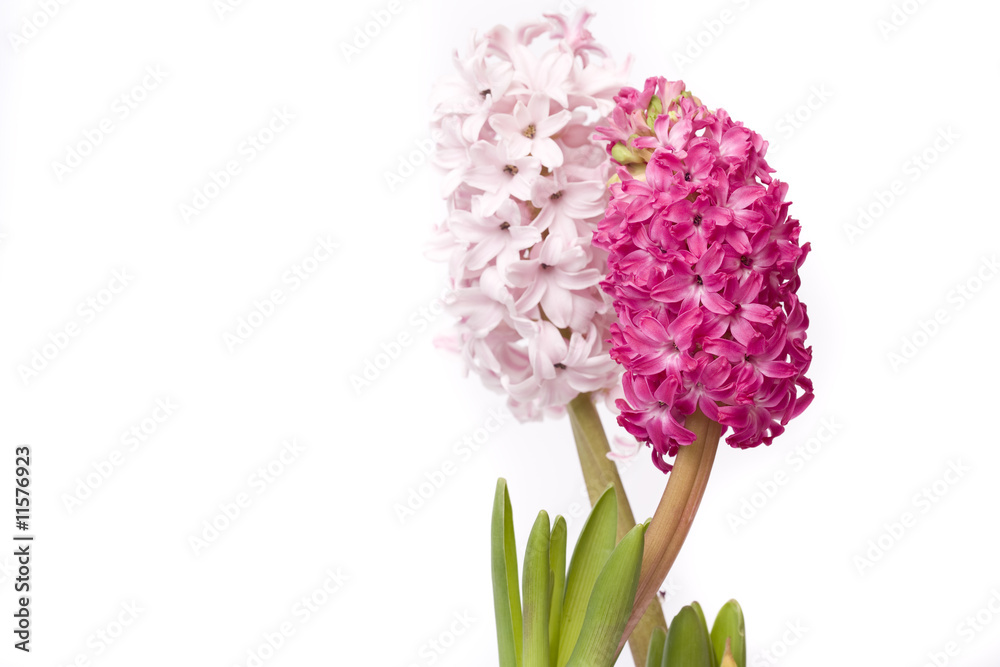 Obraz premium beautiful spring flower