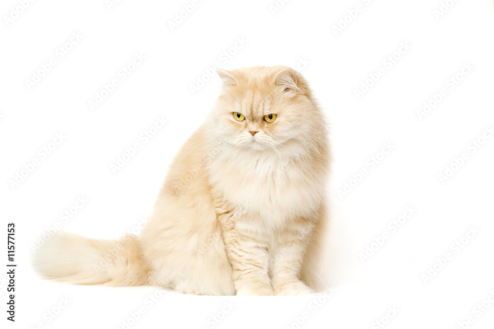 Red cat on a white background