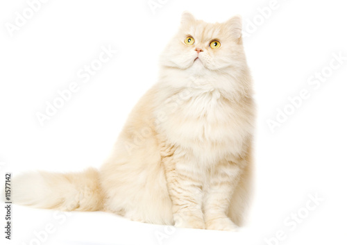 Red cat on a white background