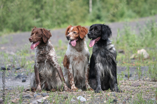 Trois Epagneuls Bretons assis côte à côte