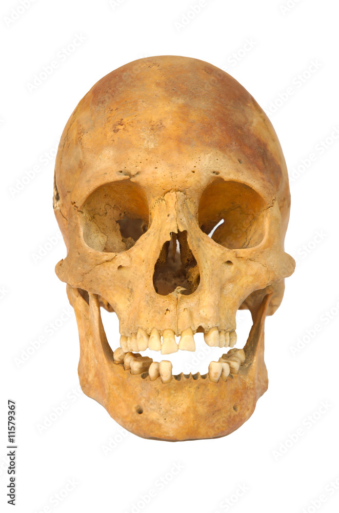 Obraz premium Old prehistoric human skull isolated