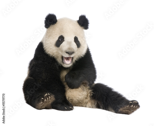 Giant Panda (18 months) - Ailuropoda melanoleuca photo