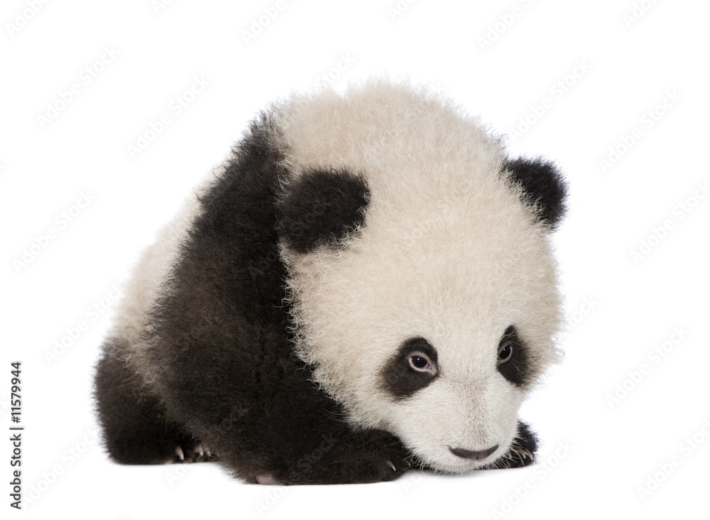 Giant Panda (6 months) - Ailuropoda melanoleuca Giant Panda (6 months) - Ailuropoda melanoleuca