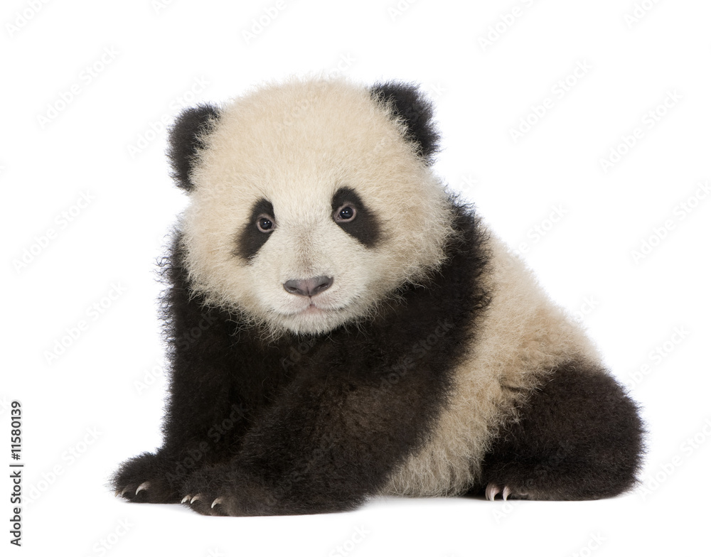 Giant Panda (6 months) - Ailuropoda melanoleuca Giant Panda (6 months) - Ailuropoda melanoleuca