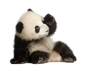 Fotobehang Panda Reuzenpanda welp van zes maanden  © Eric Isselée
