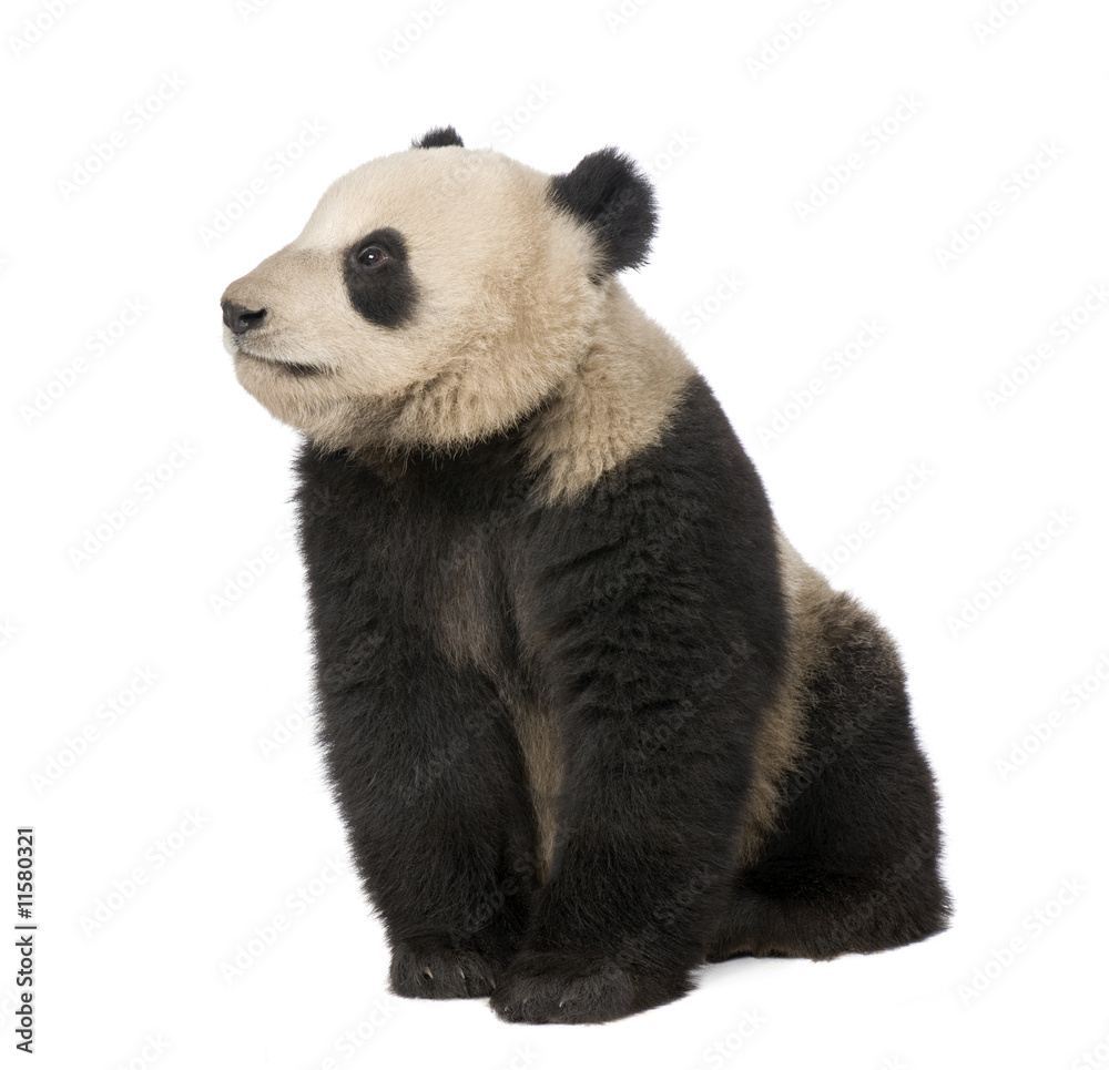 Fototapeta premium Giant Panda (18 miesięcy) - Ailuropoda melanoleuca