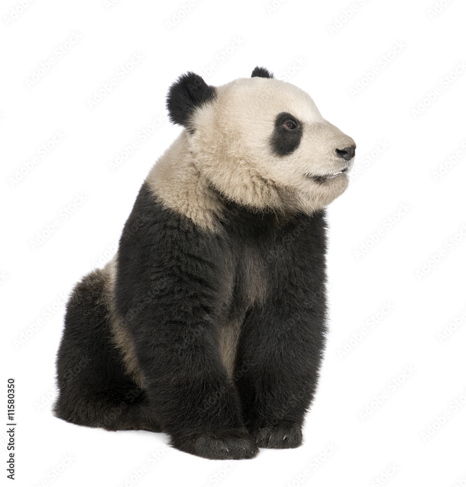 Fototapeta premium Giant Panda (18 miesięcy) - Ailuropoda melanoleuca