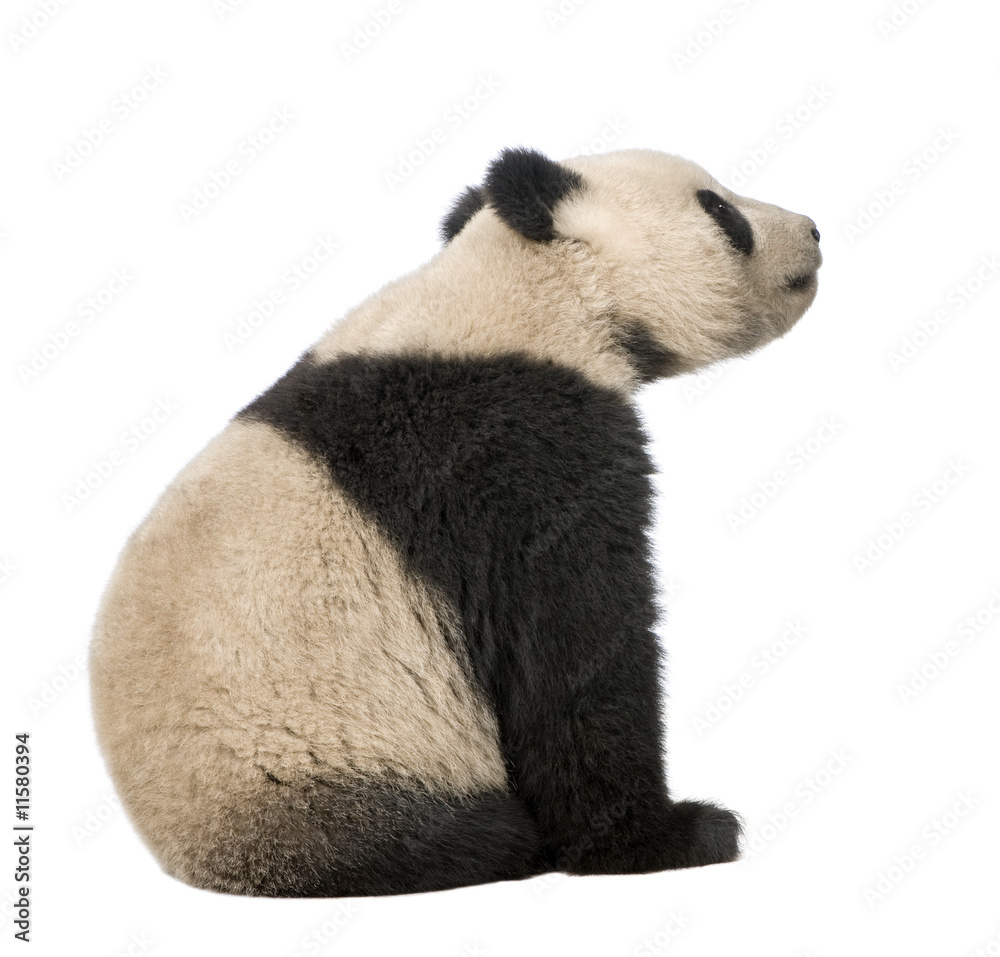 Naklejka premium Giant Panda (18 miesięcy) - Ailuropoda melanoleuca