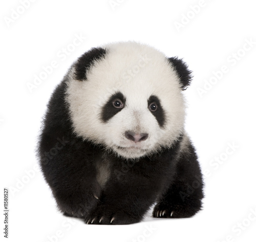 Giant Panda (4 months) - Ailuropoda melanoleuca © Eric Isselée