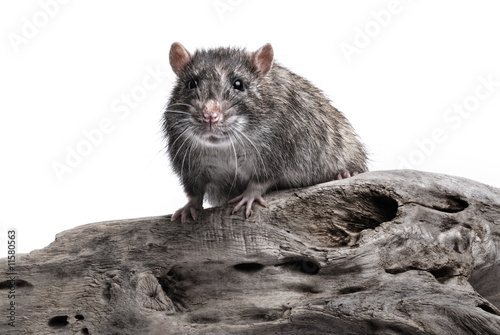Rat