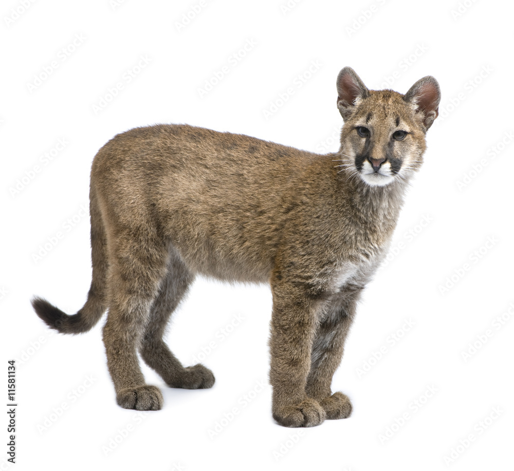 Puma cub - Puma concolor (3,5 months) Puma cub - Puma concolor (3,5 months)
