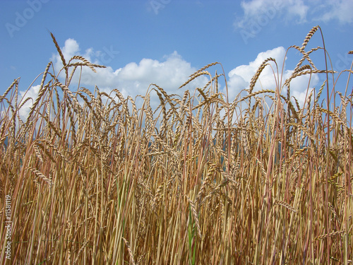 Dinkelfeld mit blauem Himmel/spelt with blue sky