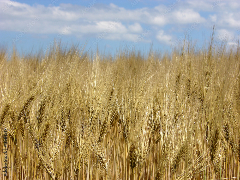 Gerstensorte mit grossen Grannen/barley with huge beards Gerstensorte mit grossen Grannen/barley with huge beards