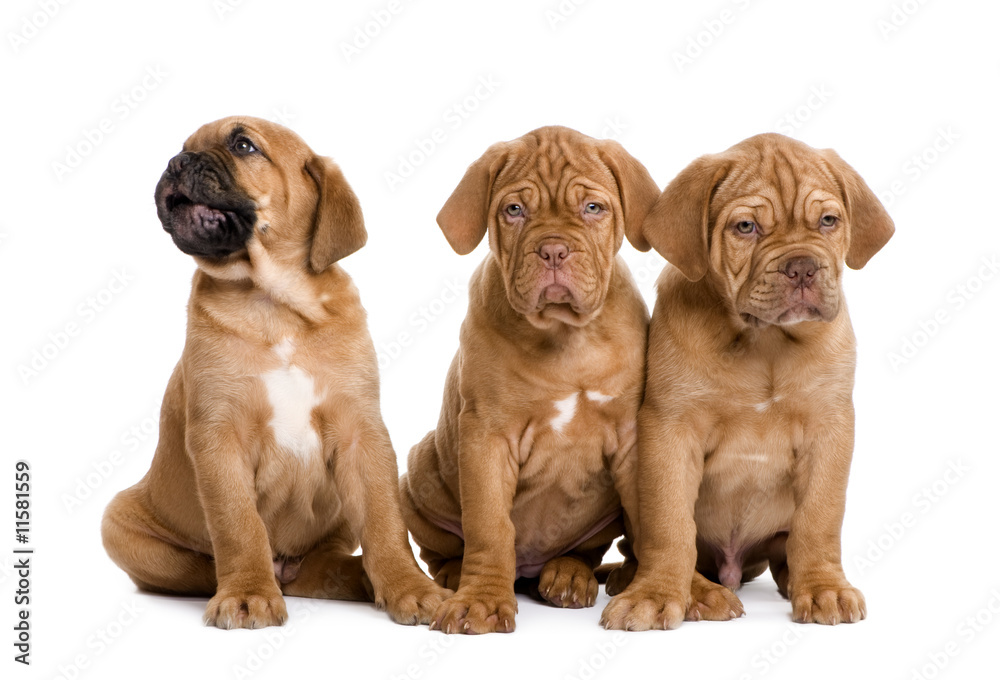 Dogue de Bordeaux puppy (2 months) Dogue de Bordeaux puppy (2 months)