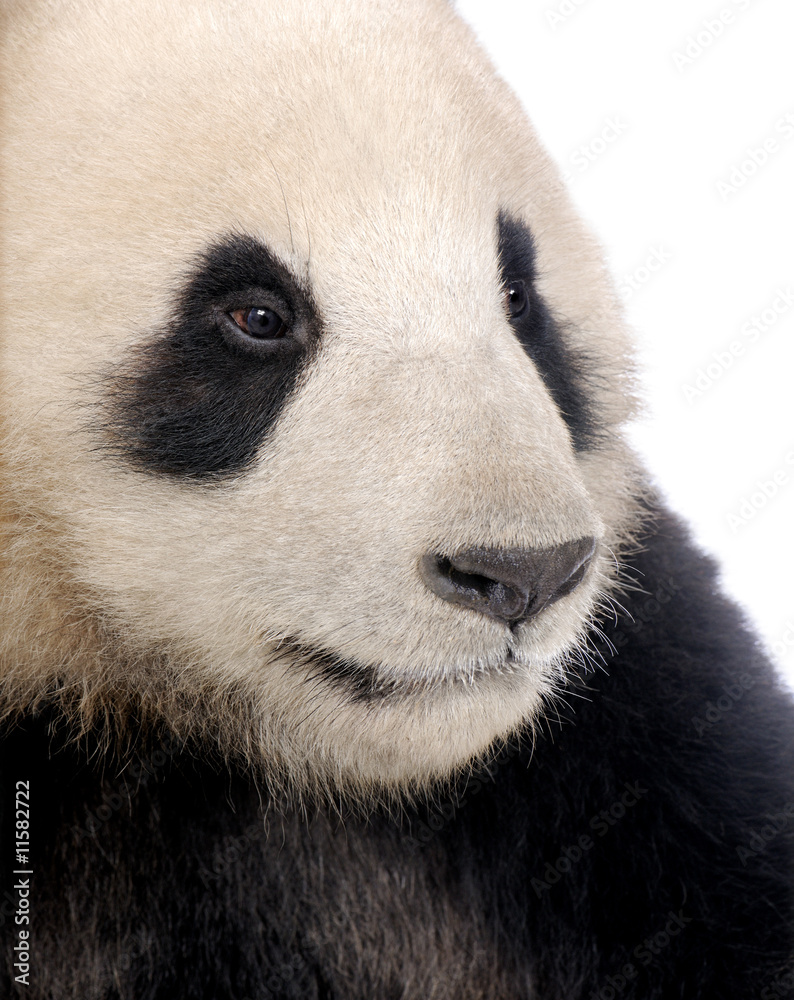 Fototapeta premium Giant Panda (18 months) - Ailuropoda melanoleuca
