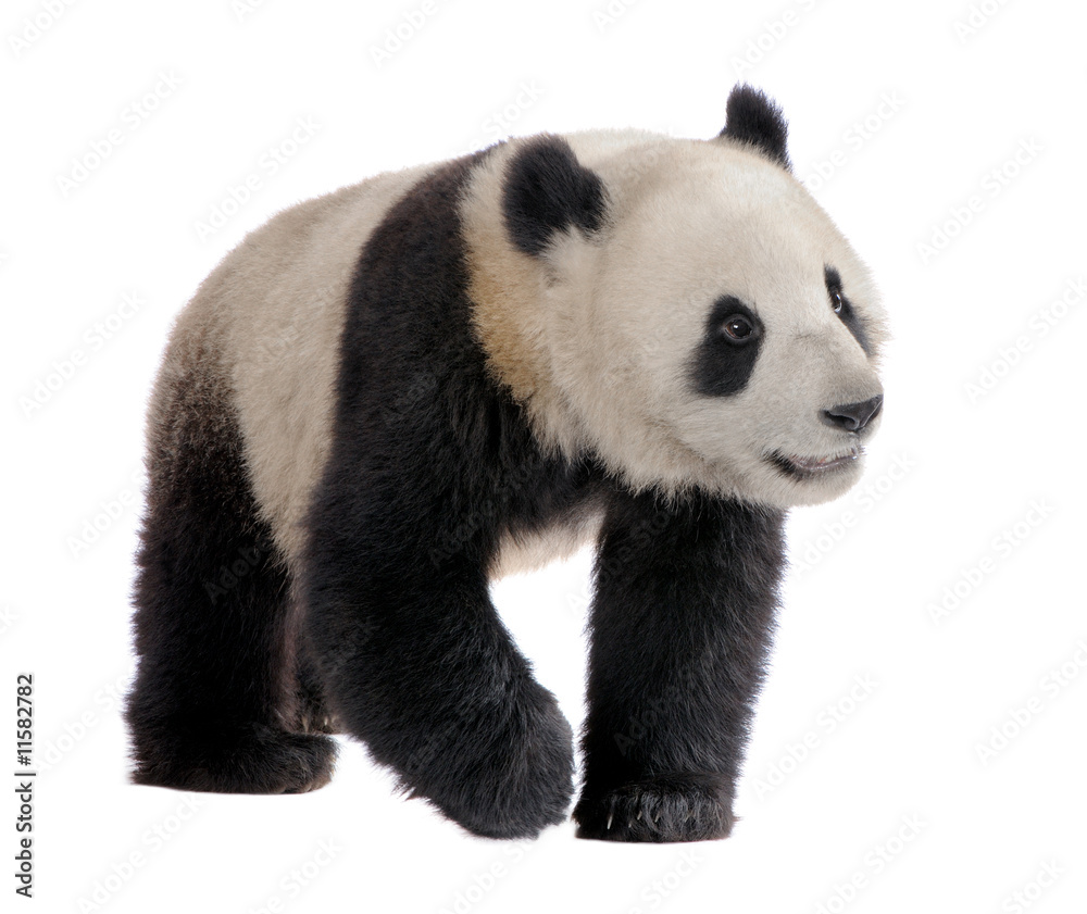Obraz premium Giant Panda (18 miesięcy) - Ailuropoda melanoleuca