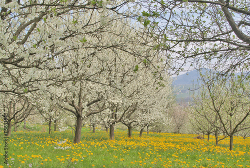 Kirschbaumblüte