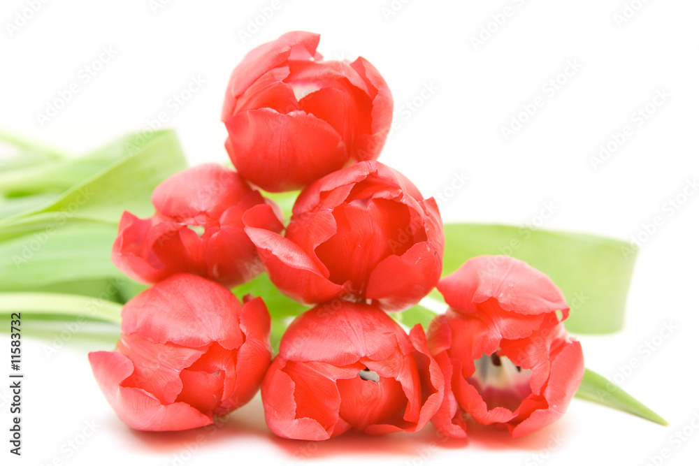 red tulips isolated on white. valentine's day