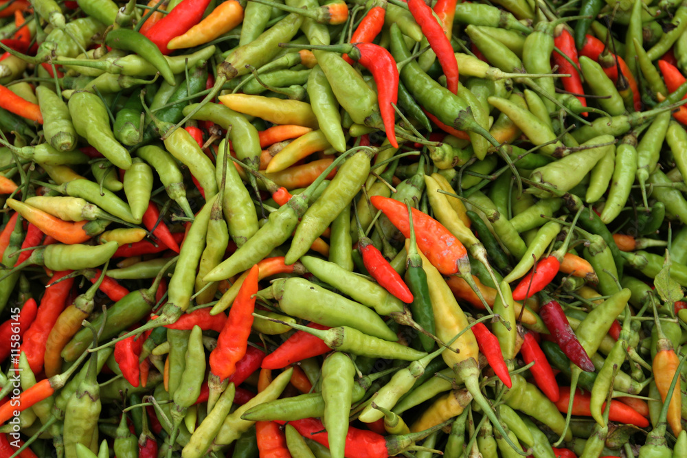 Chilischoten