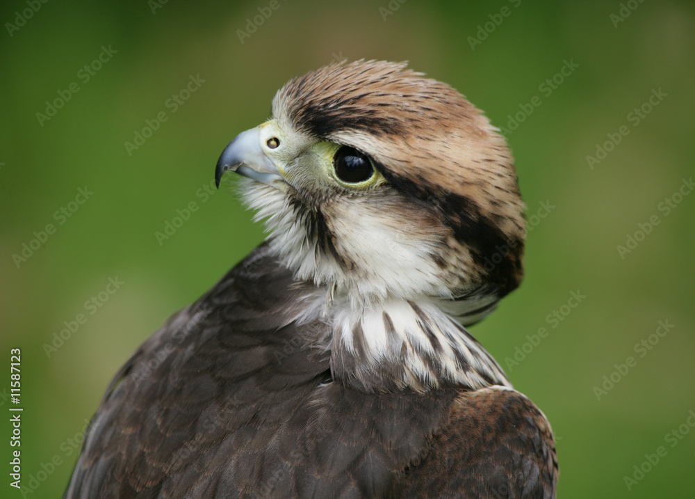 Obraz premium Lanner Falcon
