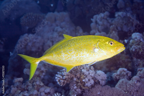 orangespotted trevally photo