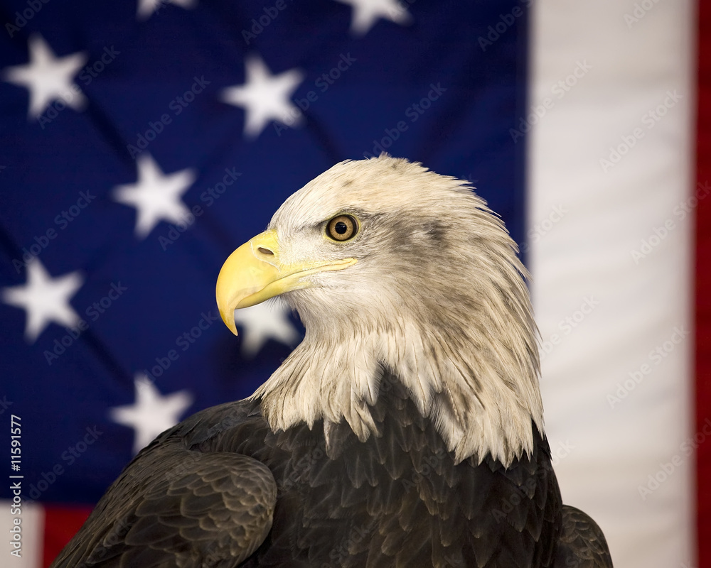 Fototapeta premium Bald Eagle and American flag