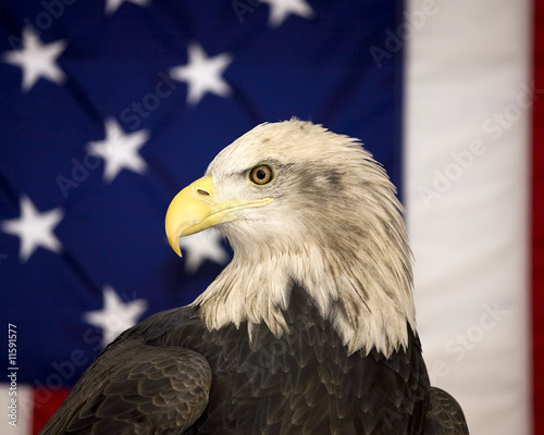 Bald Eagle and American flag