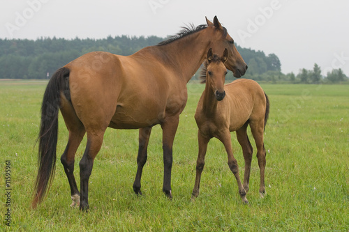 Horse with her foal
