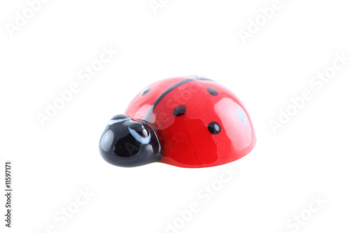 ladybug isolated photo