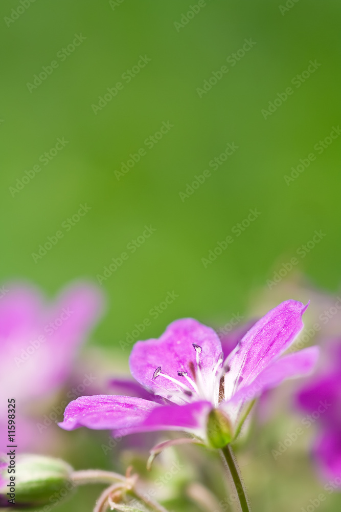 Fototapeta premium a violet daisy on green background