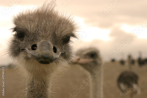 Ostrich. Close-up picture.