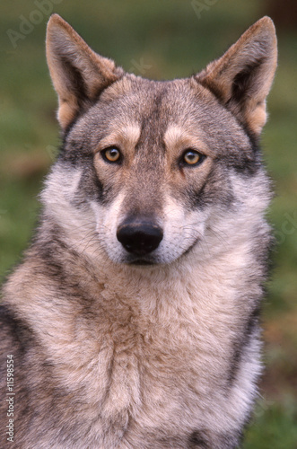 Superbe Saarloos wolfhoud en portrait