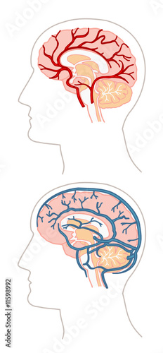 Anatomie - cerveau 3