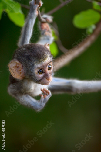 Vervet monkey