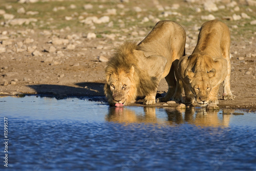 lions