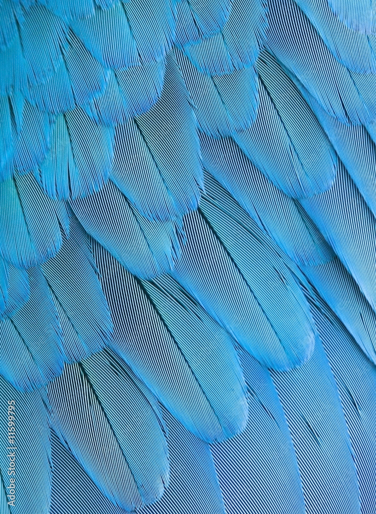 Fototapeta premium background bright blue parrot feathers of wing, closeup