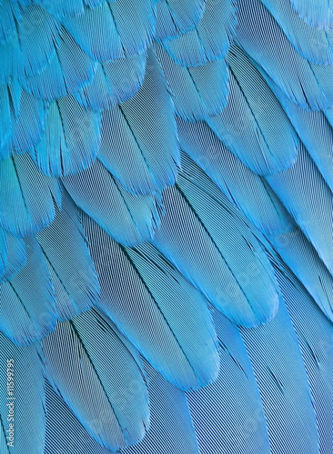 background bright blue parrot feathers of wing, closeup © Repina Valeriya