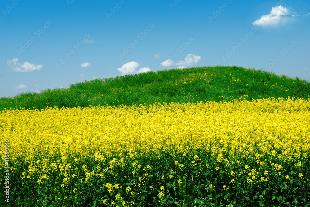 Green hill on canola field over cloudy blue sky
