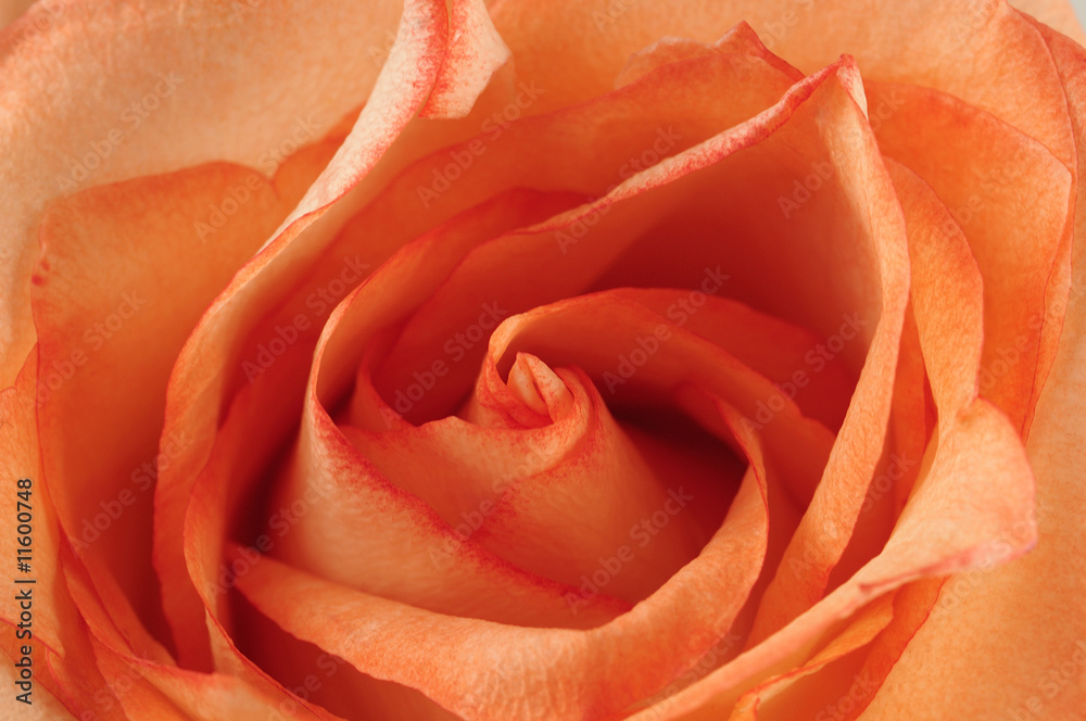 Close up of a red rose.