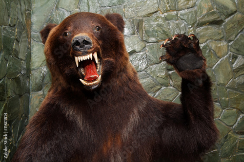 Bear