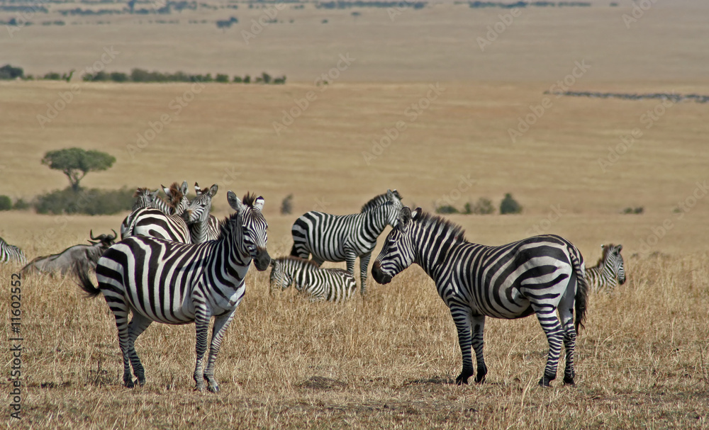 Obraz premium Zebras, Masai Mara Kenia
