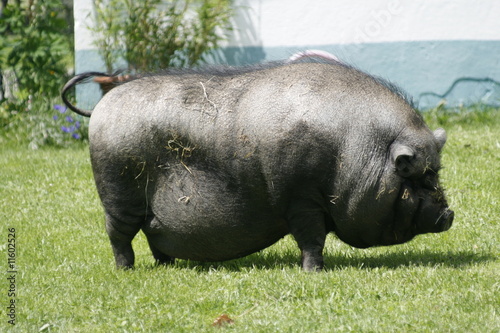 Hängebauchschwein, hanging belly pig