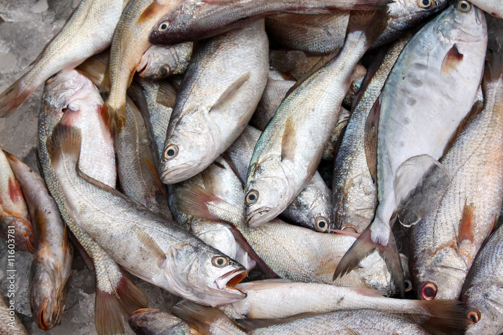 Freshly Caught Fish Freshly Caught Fish